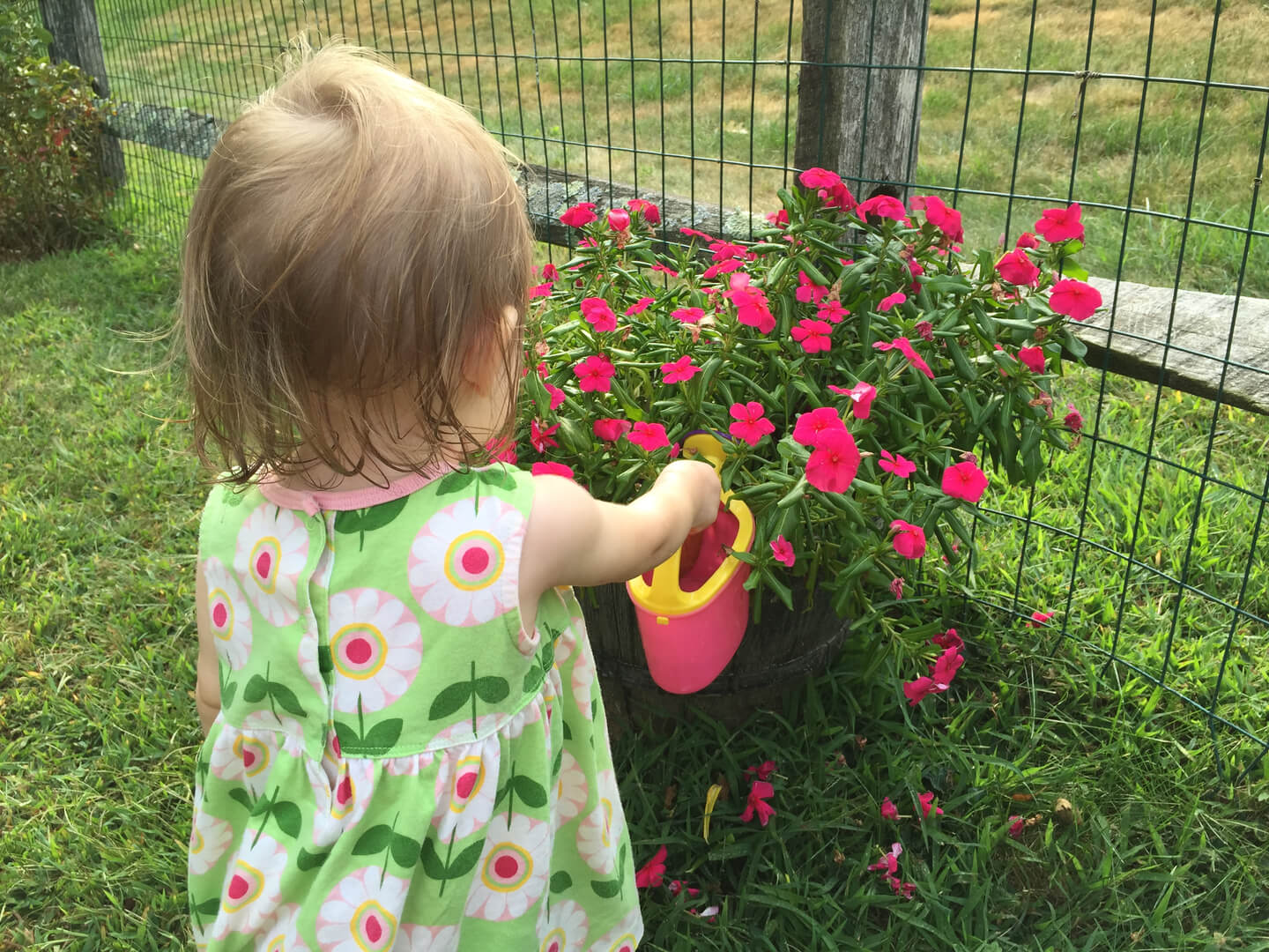 Blond child watering pink flowers
